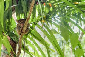 A tiny, brown Phillipine tarsier clutching a palm tree
