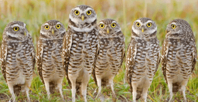 A parliament of burrowing owls.