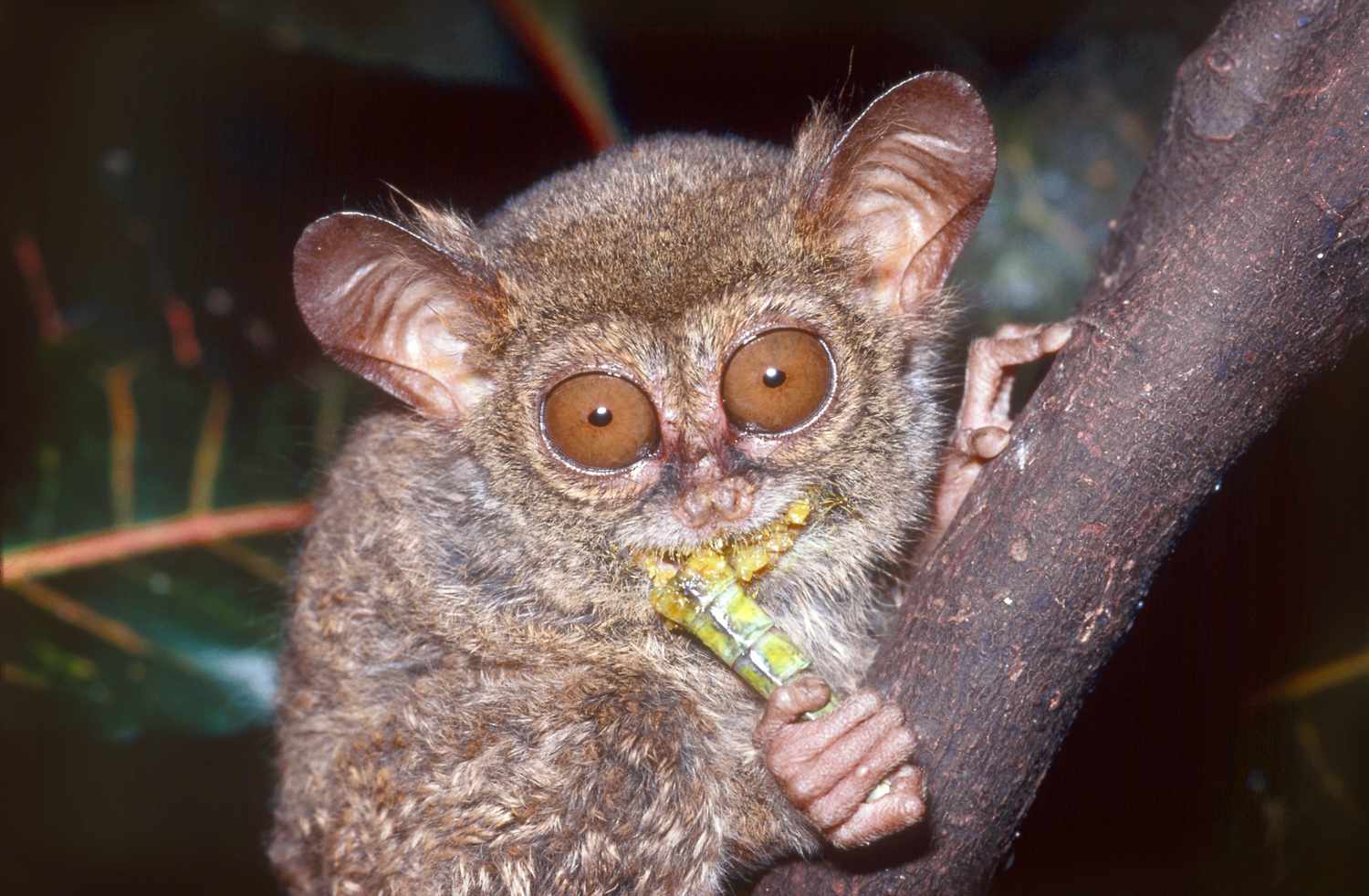 Indonesian tarsier with curly dense coat eating a large yellow bug