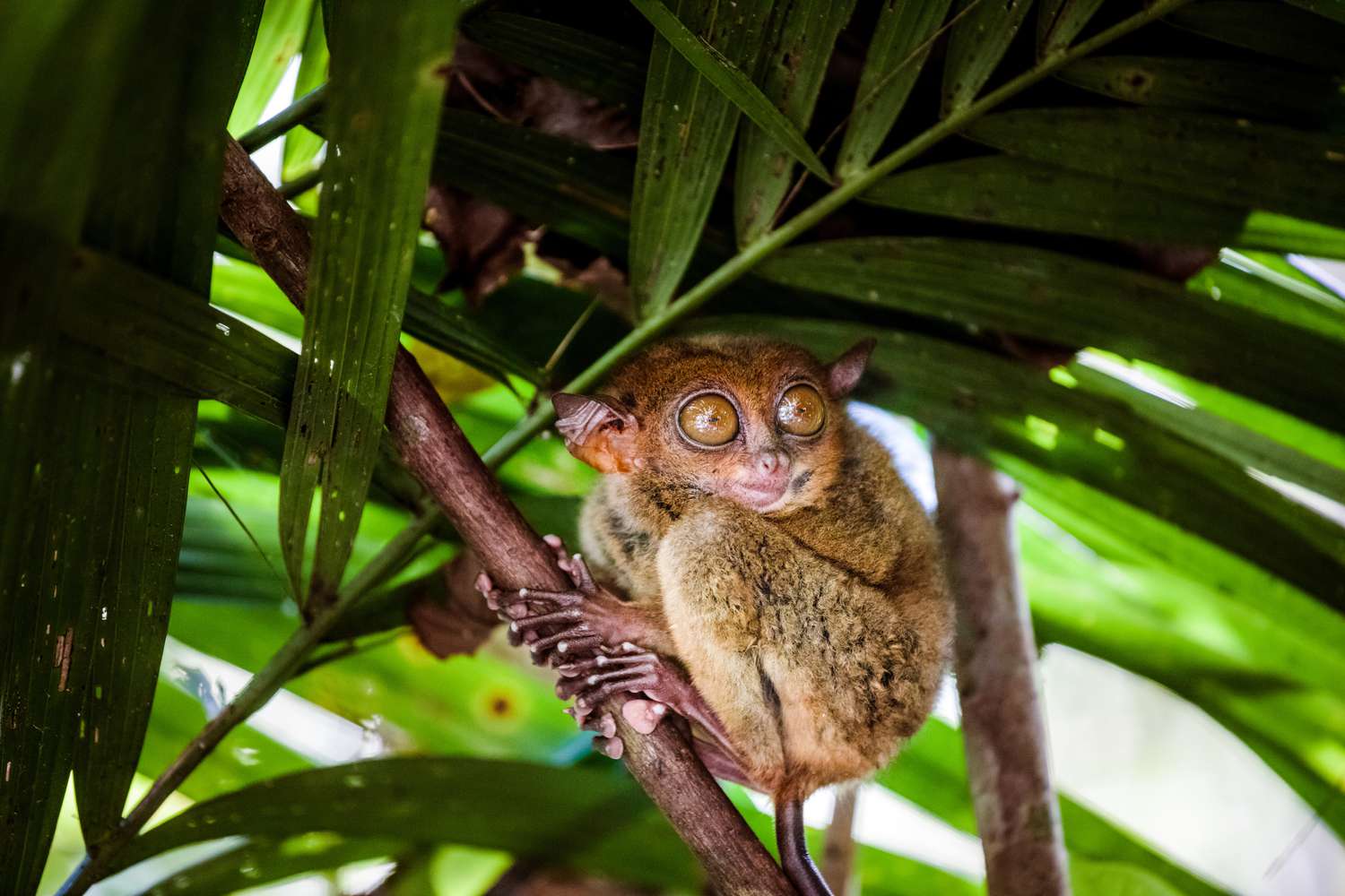 A brown Phillipine tarsier with huge amber eyes clutching a palm tree
