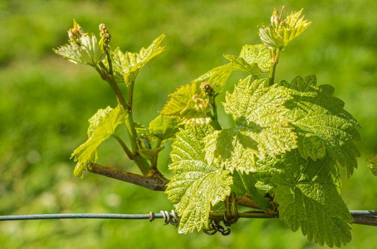 Belle croissance et vague de froid sur les vignes d’Anjou