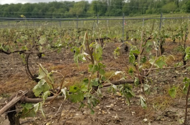 La grêle ratiboise 200 ha de vignes champenoises