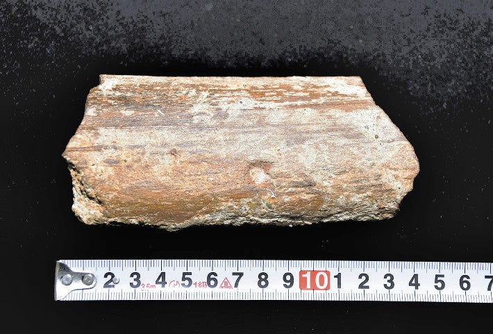 カイギュウの肋骨の一部と判明した化石