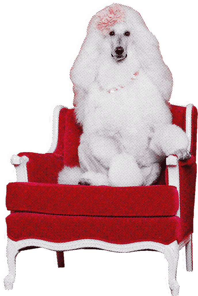 A primped poodle with a bow in its hair sitting in a chair like a human.