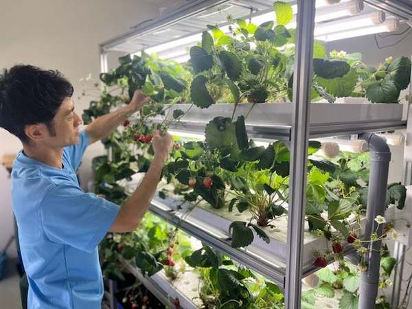 甘さ1.5倍、新感覚イチゴ栽培システム「アクポニイチゴキット」発売