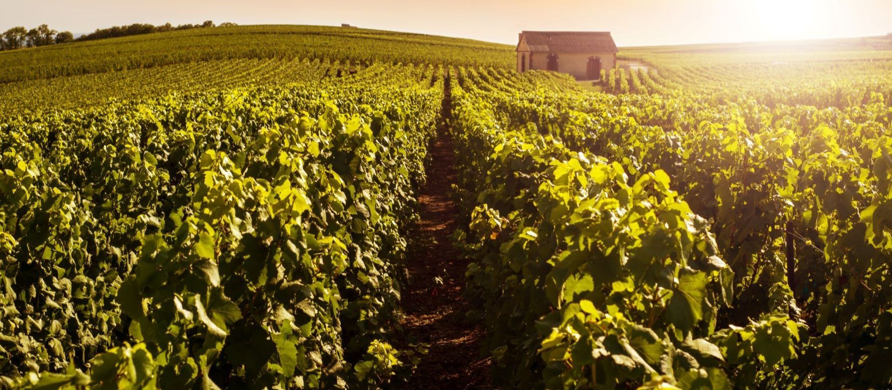 Coucher de soleil sur la Montagne de Reims depuis la routes des vins de Champagne, dans le Grand-Est. 