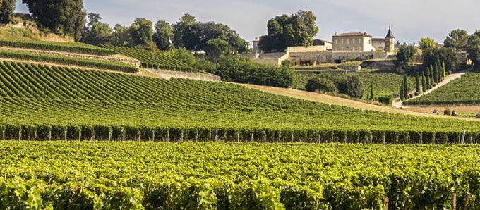 Les vignes de Saint-Emilion, près de Bordeaux. 