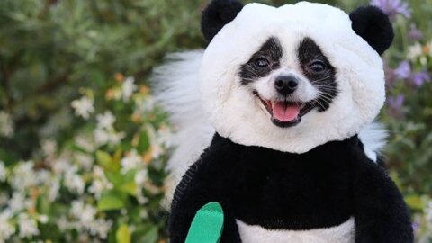 An image of a small black and white dog wearing a panda costume