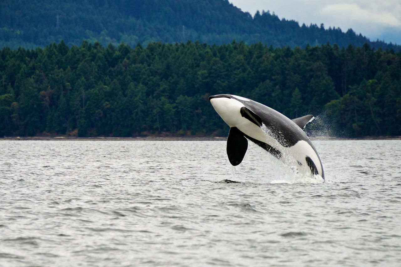 Orca Jumping Over the Water