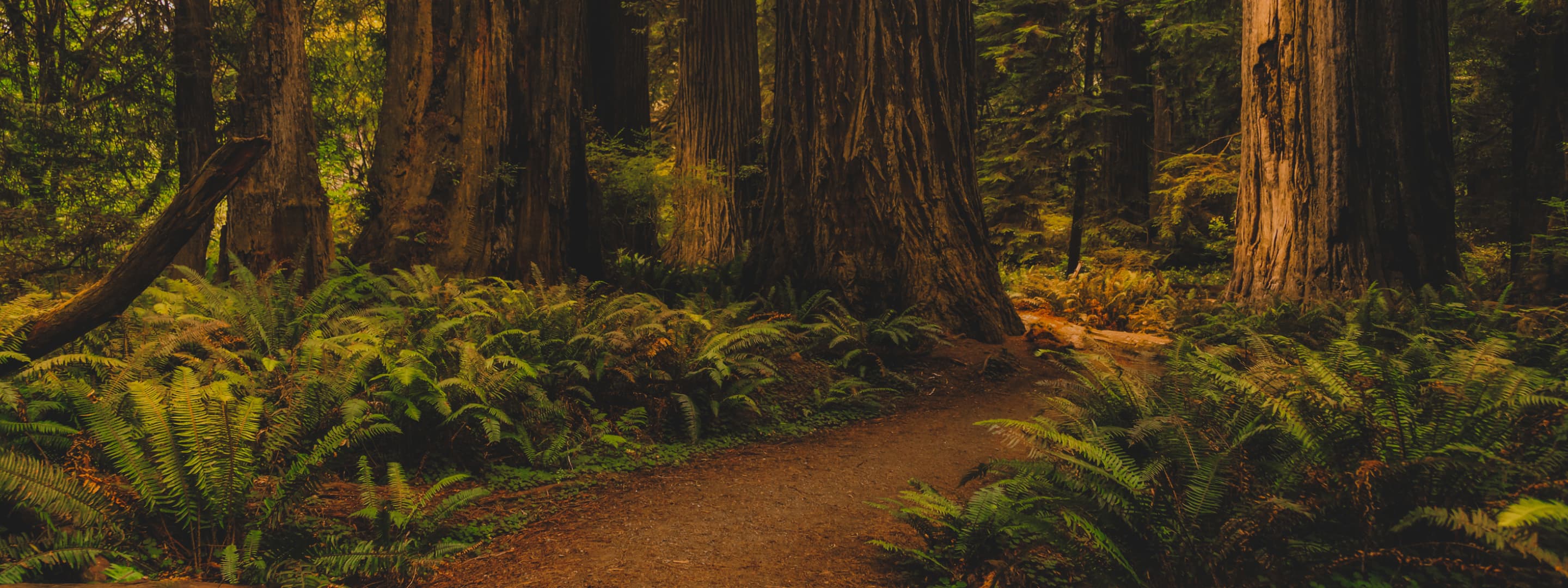 Lush ferns and towering redwood trees surround a wide, inviting trail.
