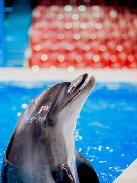 Dubai Dolphinarium Tickets
