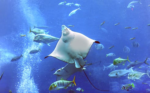 dubai aquarium & underwater zoo tickets-1