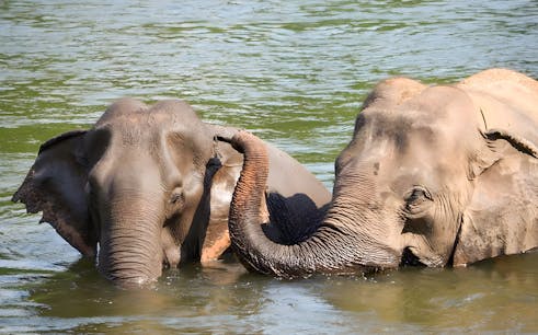 elephant day care at elephants world kanchanaburi with hotel transfers & meals-1