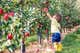 A child grabbing a fruit from a tree in an orchard of trees.