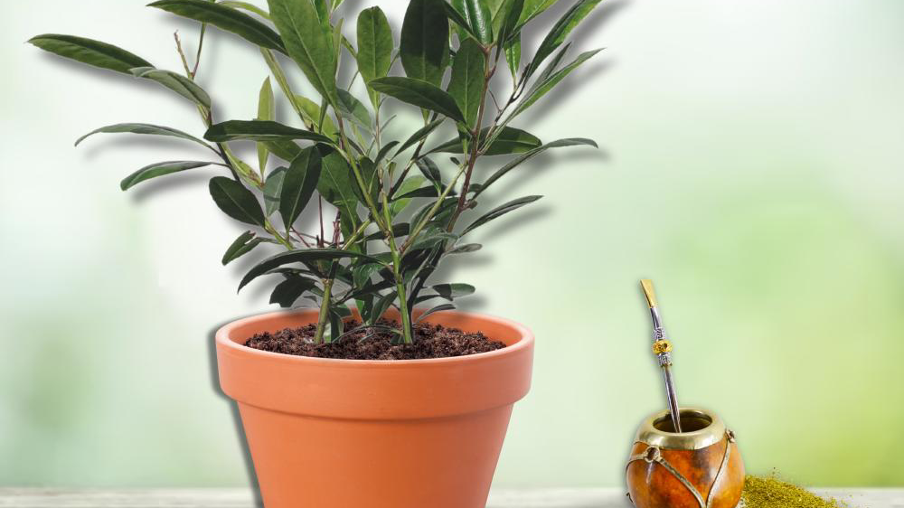 "Ilex paraguariensis" Garden2Cup®, plante à maté.