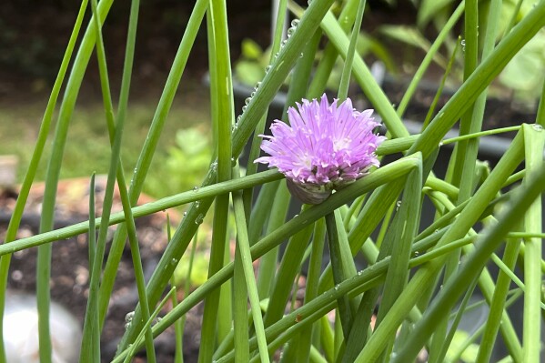 This May 16, 2024 image provided by Jessica Damiano shows perennial onion chives growing in a Long Island, New York, garden. (Jessica Damiano via AP)