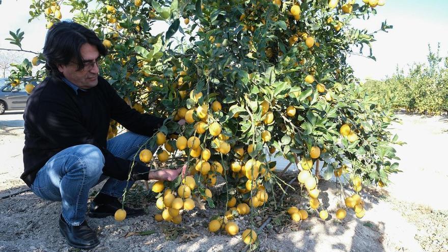 Las comercializadoras proponen arrancar 5.000 hectáreas de limoneros en Alicante por la excesiva producción