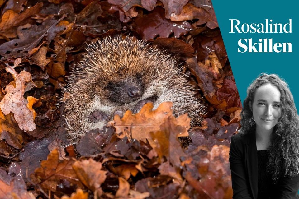 Animals like hedgehogs spend the autumn months foraging and gathering food ready for hibernation