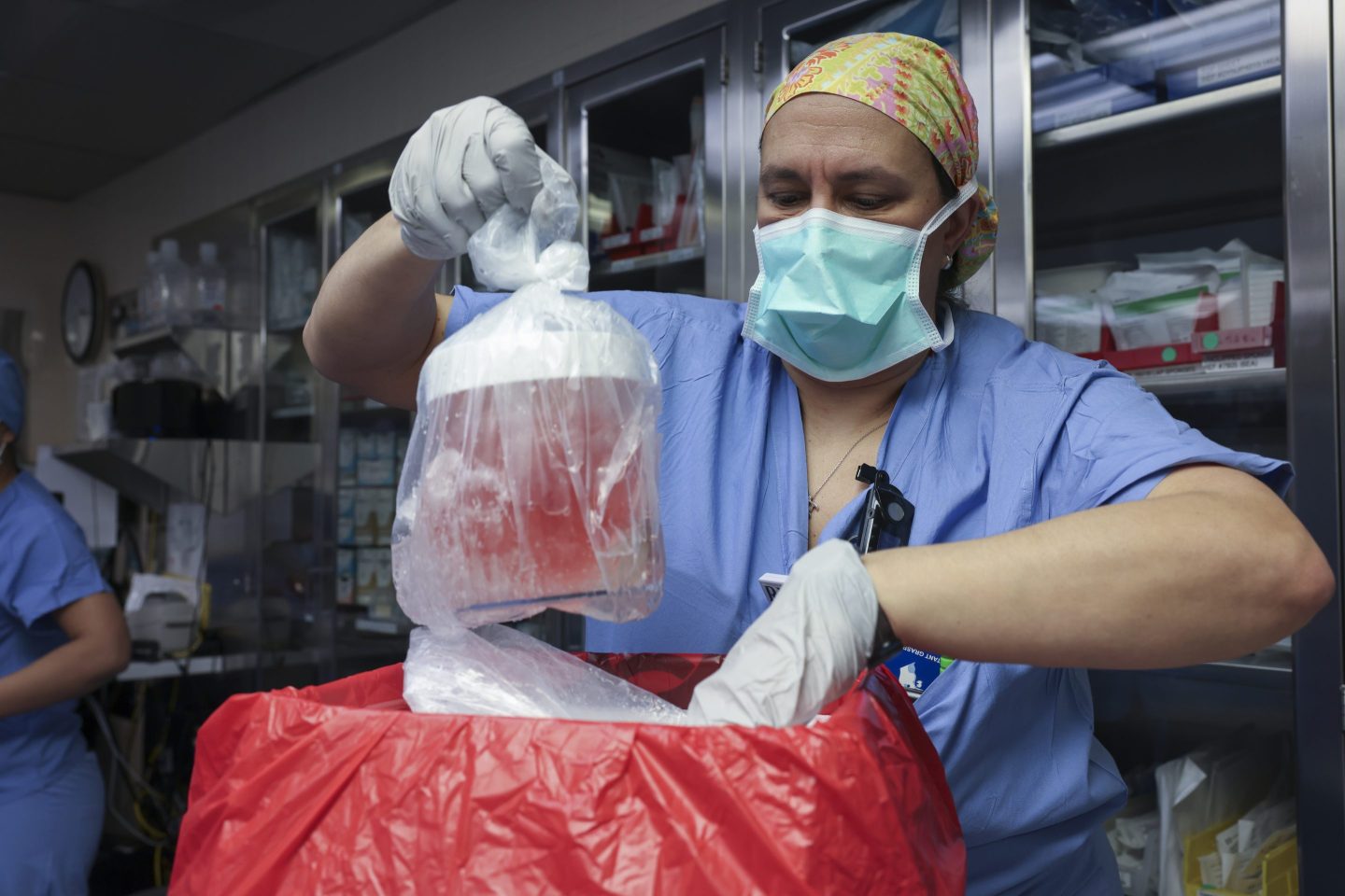 nurse holds container with pig kidney