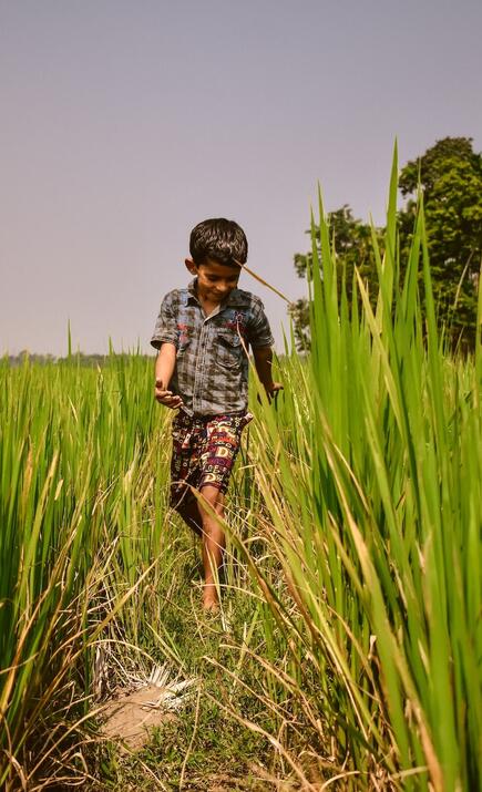 A boy walks through farmland in Assam, India