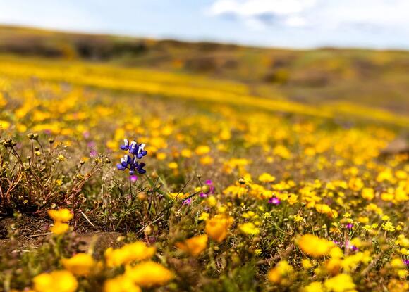 A wildflower superbloom in North Table Mountain Ecological Reserve in California sprouted after a series of winter storms in early 2023. Image credit: Madison Pobis