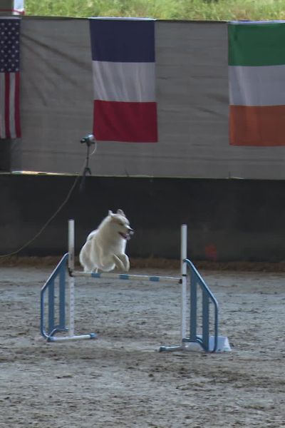Bourgbarré accueille le championnat du monde d’agility, cette discipline où les chiens doivent franchir différents obstacles sur un parcours chronométré.