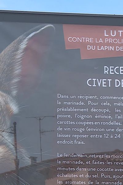 La commune de Baillargues dans l'Hérault subit une prolifération de lapins. Le maire veut taper fort pour y remédier.