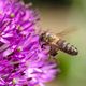Importance de la pollinisation des abeilles