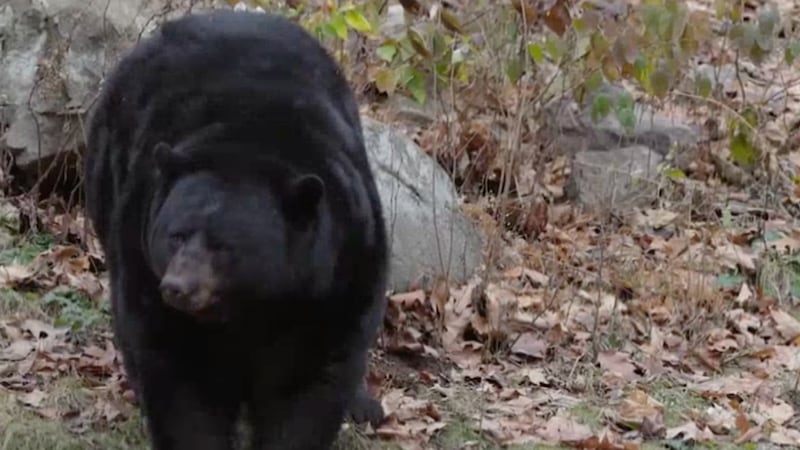 Nixa, Mo., neighborhood is the latest to spot a black bear.