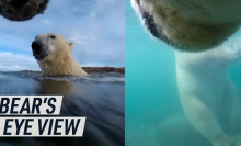 A split screen image shows the POV of two polar bears swimming together, with their heads above the surface (left), and submerged underwater (right)