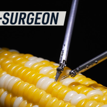 A robot performs microsurgery on a cob of corn.