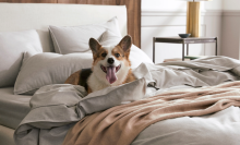 Corgi on bed with blankets and pillows