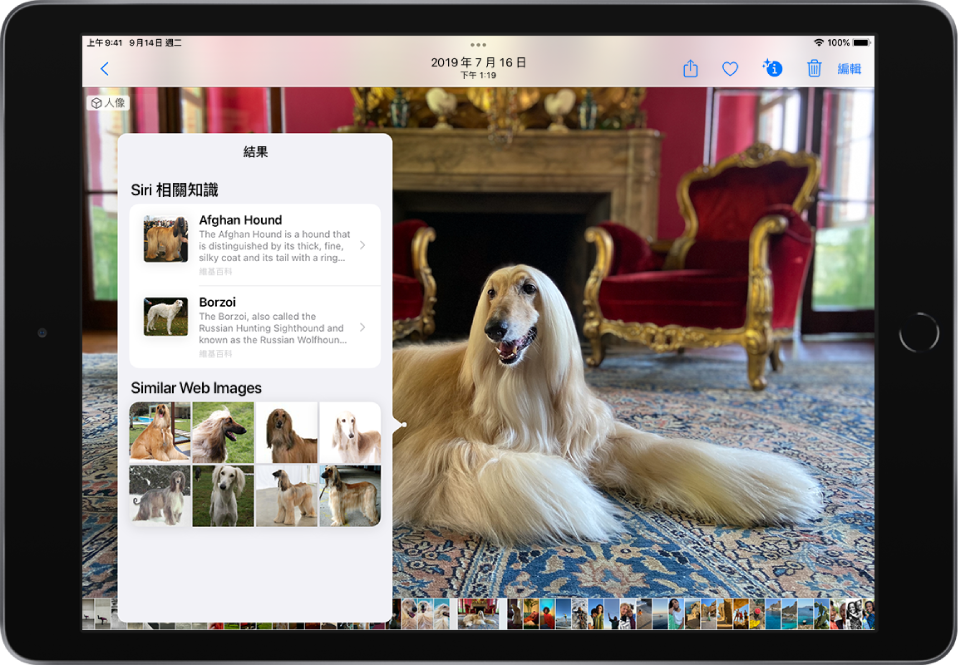 照片以全螢幕打開。照片內是一隻狗，其上有「圖像查詢」圖像，顯示「Siri 相關知識」部分，其中包含有關犬隻品種的更多資訊，以及顯示該品種的不同影像的「類似網路影像」。