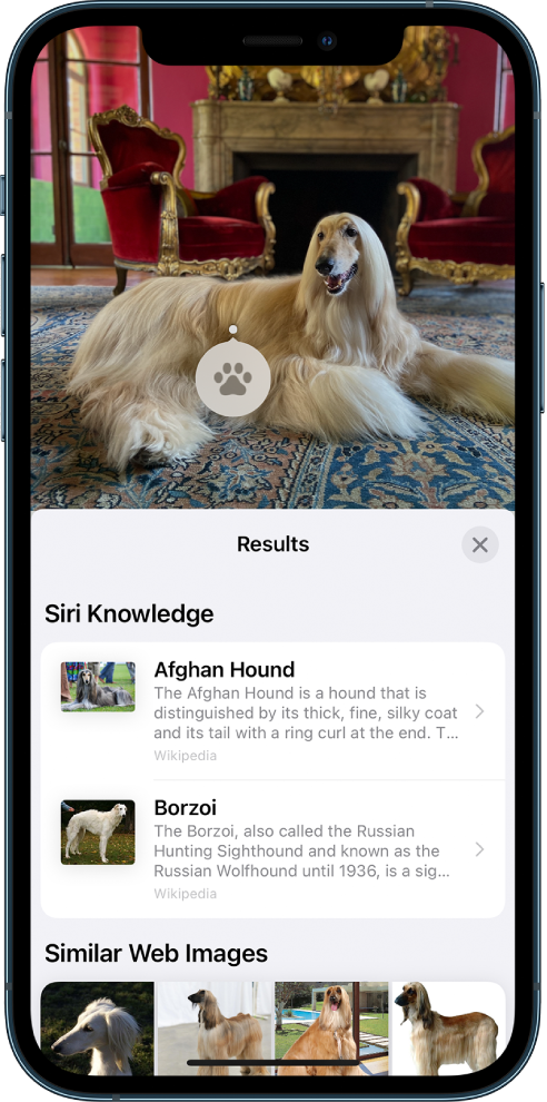 A photo is open at the top of the screen. Within the photo is a dog and on the dog is a Visual Lookup icon. The bottom half of the screen shows Siri knowledge about the dog breed and Similar Web Images.