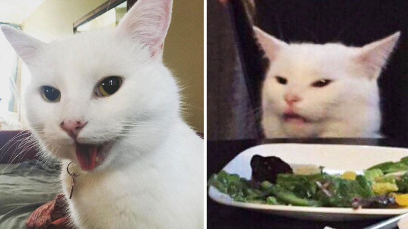 Smudge The Cat, left, and the woman yelling at a cat meme, right.