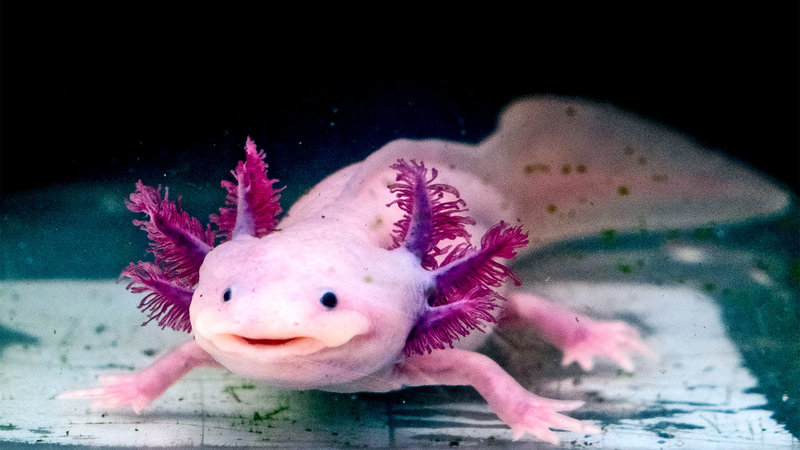 Axolotl seen sitting at the bottom of a fish tank staring blankly toward the camera.