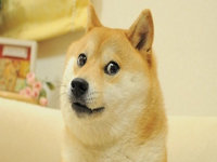 Shiba inu dog staring at the viewer / doge meme.
