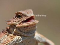Laughing Lizard / hhhehehe