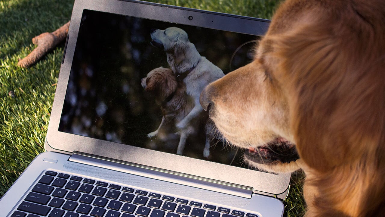 A dog watches a video of dogs mating on a laptop