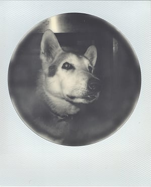 Impossible Project Film : Sample Image