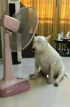 Pin by WONCILE on Personal Board | Silly dogs, Silly animals, Baby animals
