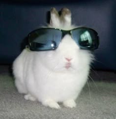 y2k bunny | Silly animal pictures, Cute little animals, Cute bunny pictures