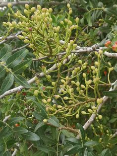 some green leaves and buds on a tree