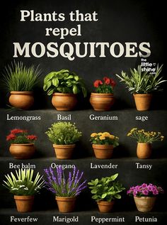plants that repel mosquitoes in pots with the names below them on a black background