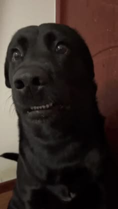 Dog Awkward GIF - Funny Dog Moment