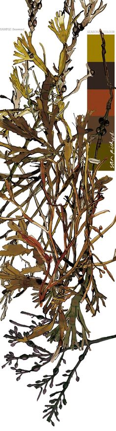 an image of some plants with different colors