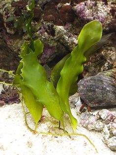 Gorgeous Green Alga: Caulerpa prolifera