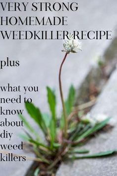 a small white flower sitting on top of a cement slab with the words, every strong homemade weedkiller recipe plus what you need to know about