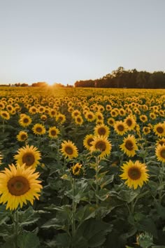 Sunflower Field at Sunset