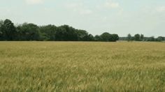 Beautiful Animated Scenery